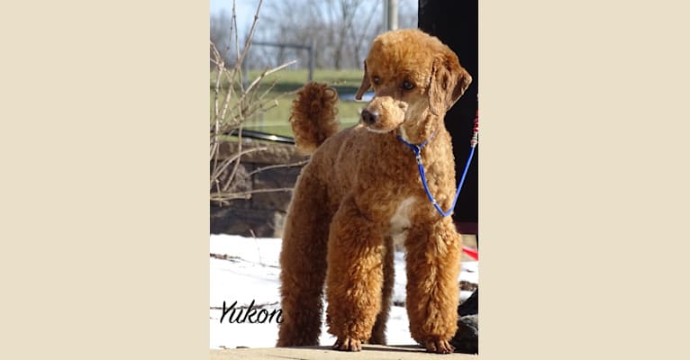 Yukon, a Poodle tested with EmbarkVet.com