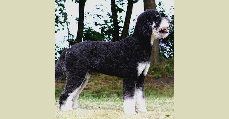 Caleb, a Poodle (Standard) tested with EmbarkVet.com