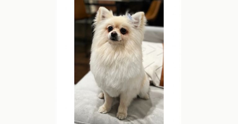 Kai, a Pomeranian tested with EmbarkVet.com