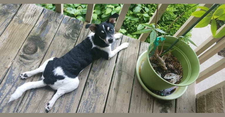 Photo of Bubba Looo, a Chihuahua, Pomeranian, Shih Tzu, and Lhasa Apso mix in Cincinnati, Ohio, USA