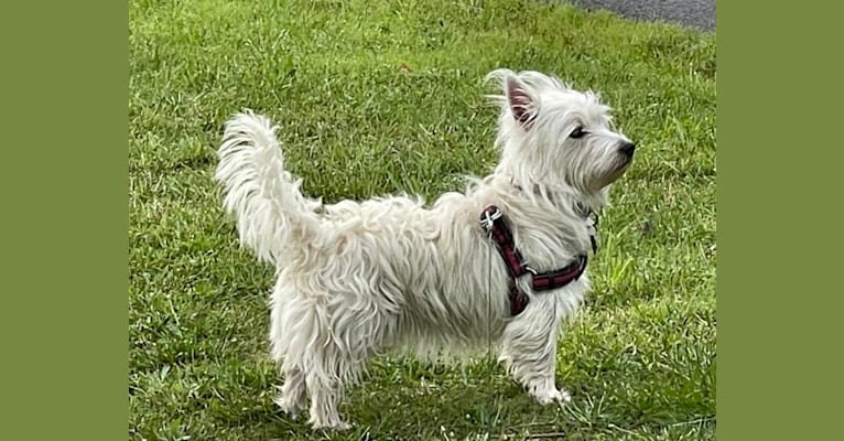 Roslyn, a West Highland White Terrier tested with EmbarkVet.com