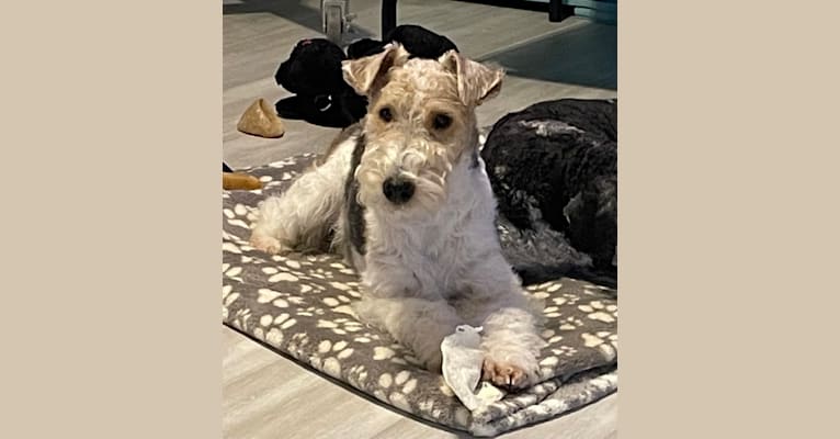 Phoenix, a Wire Fox Terrier tested with EmbarkVet.com