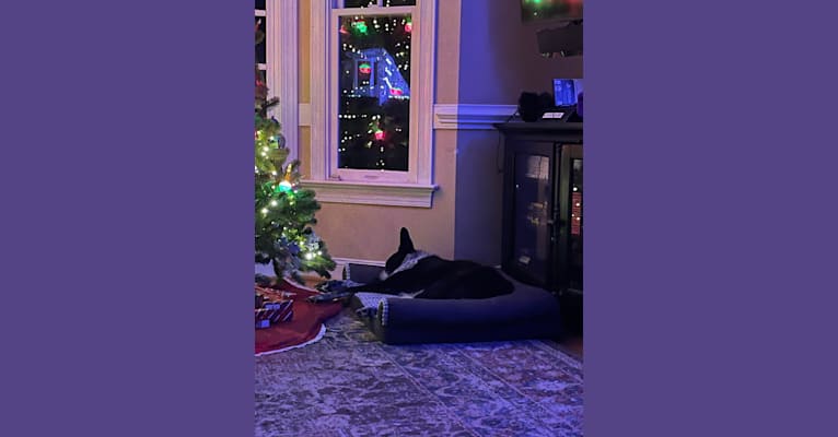 Bandit, a German Shepherd Dog and Border Collie mix tested with EmbarkVet.com