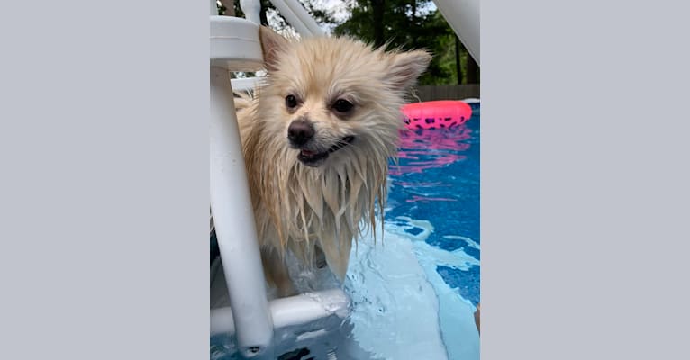 Koda, a Pomeranian tested with EmbarkVet.com