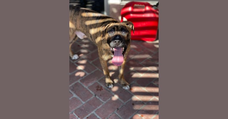 Photo of Milo, a Boxer, Siberian Husky, and Mixed mix in Anaheim, California, USA
