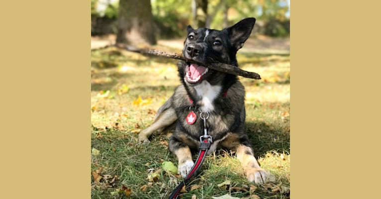 Dakota, a German Shepherd Dog and Norwegian Elkhound mix tested with EmbarkVet.com