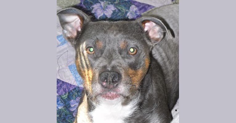 Riley, a Staffordshire Terrier and Yorkshire Terrier mix tested with EmbarkVet.com