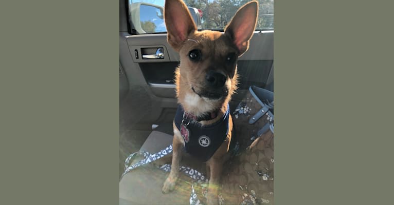 Callister, an Australian Cattle Dog and Chihuahua mix tested with EmbarkVet.com