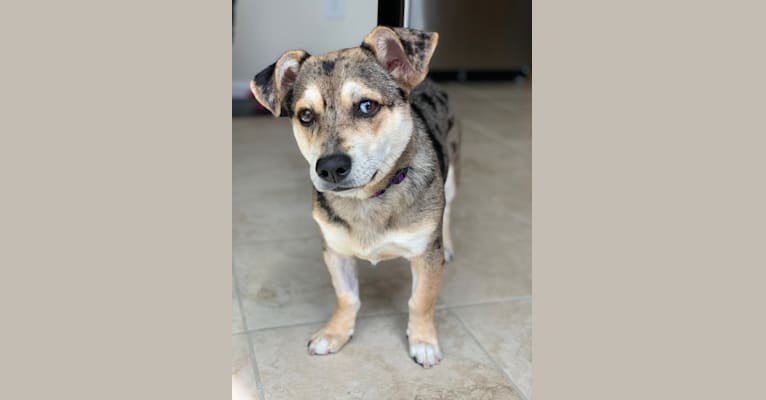 Kira, a Russell-type Terrier and German Shepherd Dog mix tested with EmbarkVet.com