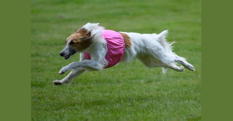 Photo of Stetson, a Silken Windhound  in Redmond, WA, USA