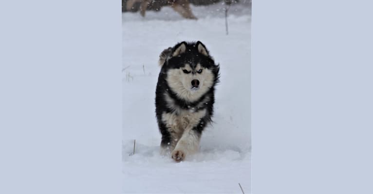 "NEO" NOVEL SIBERIAN'S SLEIGH RIDE, a Siberian Husky tested with EmbarkVet.com