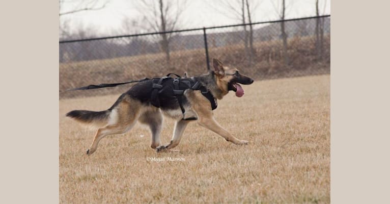 Aashka, a German Shepherd Dog tested with EmbarkVet.com