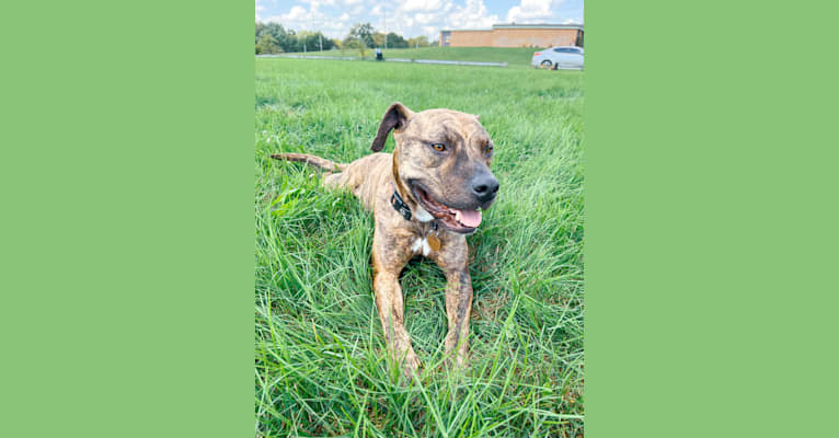 Photo of Tiger, an American Pit Bull Terrier  in Lansing, Michigan, USA
