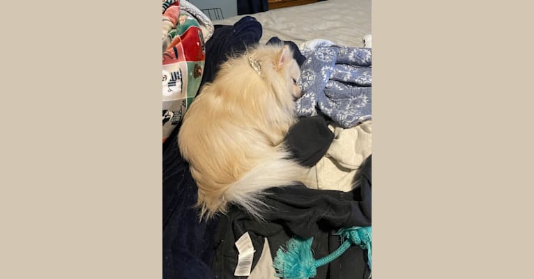 Koda, a Pomeranian tested with EmbarkVet.com