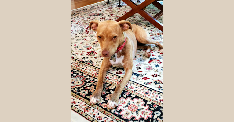 Chai, an American Pit Bull Terrier and Brittany mix tested with EmbarkVet.com