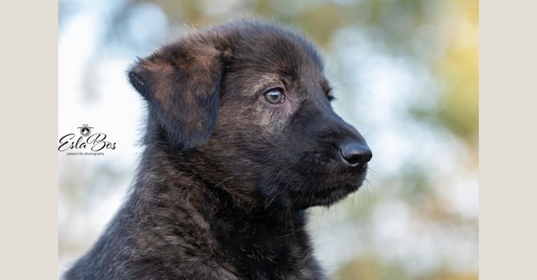 Amber, a German Shepherd Dog and Irish Wolfhound mix tested with EmbarkVet.com