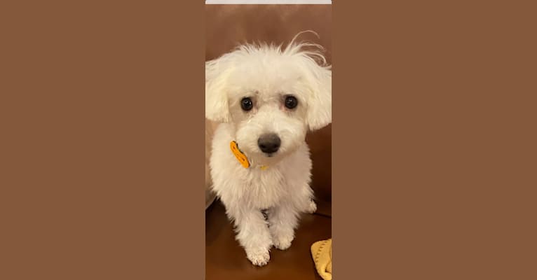 Hershey, a Bichon Frise and Poodle (Small) mix tested with EmbarkVet.com