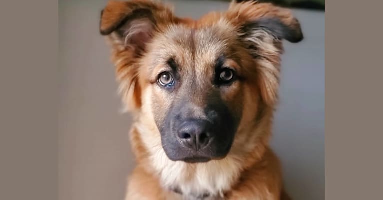 Photo of Twix, a German Shepherd Dog, Chow Chow, Australian Cattle Dog, American Pit Bull Terrier, and Mixed mix in Arizona, USA