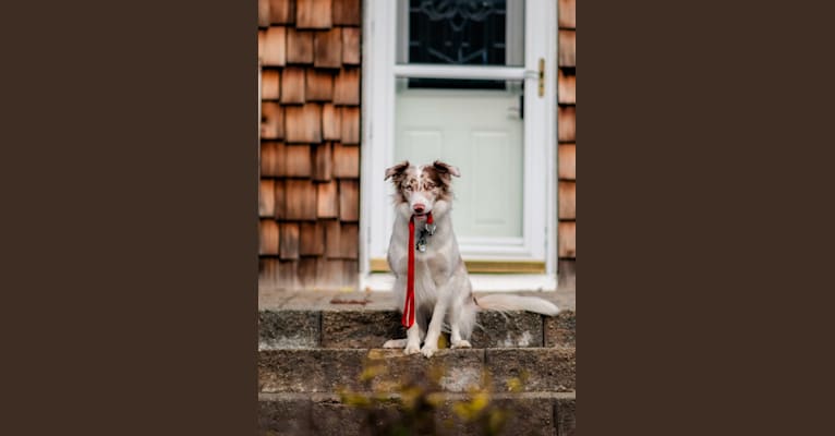 Spurs N Ashes, a Border Collie tested with EmbarkVet.com