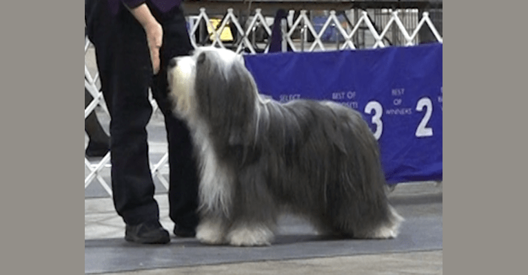 Photo of Sapphire, a Bearded Collie  in Ontario, Canada