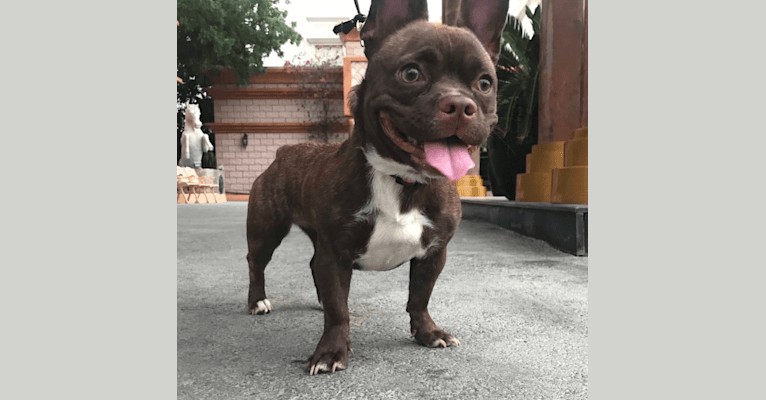 Kiki, a French Bulldog and Chihuahua mix tested with EmbarkVet.com