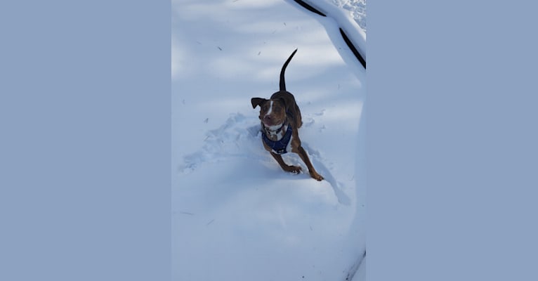 Loki, an American Pit Bull Terrier and Labrador Retriever mix tested with EmbarkVet.com