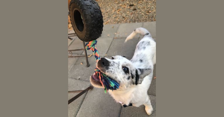 Photo of Pepper, a Border Collie, Australian Cattle Dog, and Mixed mix in 7909 Carmencita Avenue, Sacramento, CA, USA