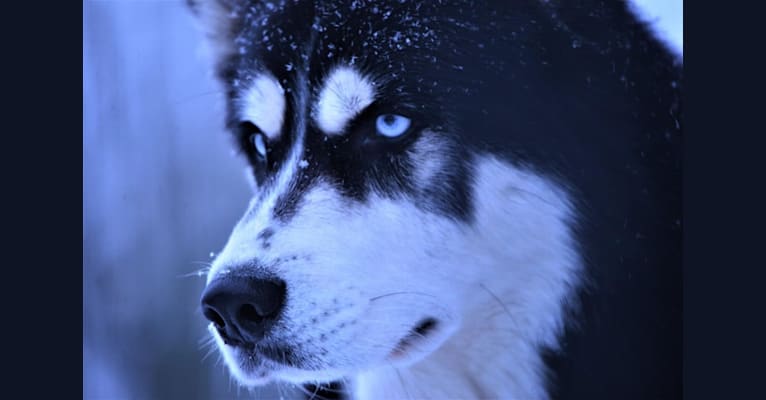 Spirit, a Siberian Husky tested with EmbarkVet.com