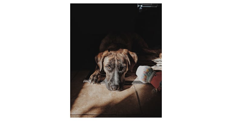 Zeus, a Labrador Retriever and Boxer mix tested with EmbarkVet.com