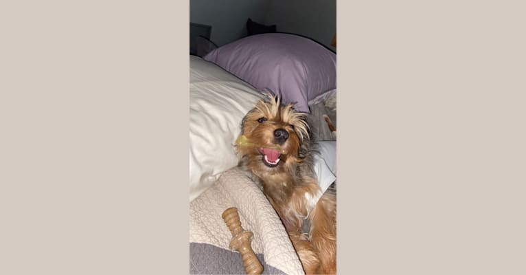 Bentley, a Chorkie tested with EmbarkVet.com