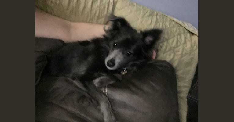 Squirrell, a Chihuahua and Rat Terrier mix tested with EmbarkVet.com