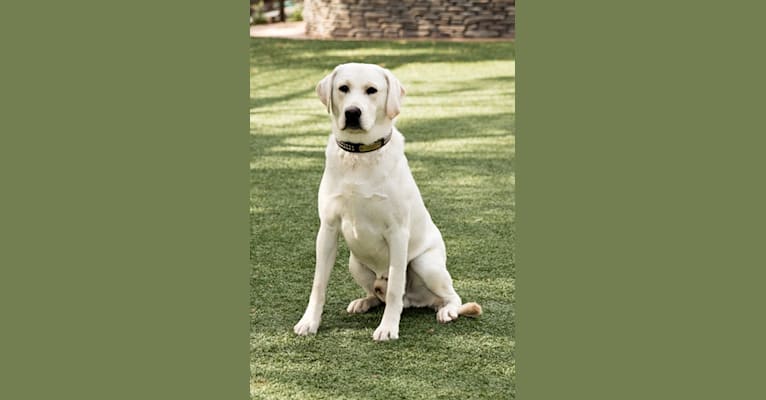 Stofer's Caleb, a Labrador Retriever tested with EmbarkVet.com