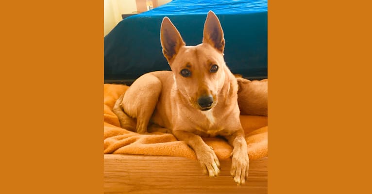 Gitlee, a Carolina Dog tested with EmbarkVet.com