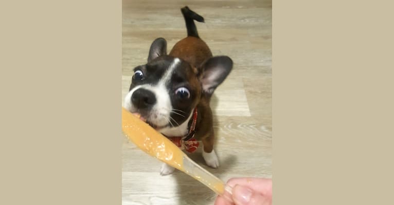 Cornelius, a Pug and Chihuahua mix tested with EmbarkVet.com