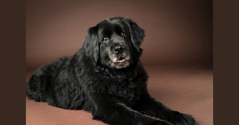 Newfoundland springer spaniel mix 2025