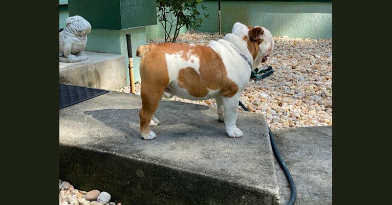 Kaijū, a Bulldog tested with EmbarkVet.com