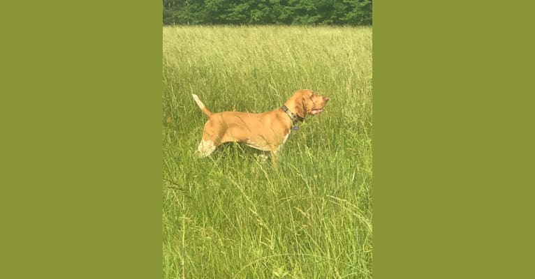 Archie, a Bracco Italiano tested with EmbarkVet.com