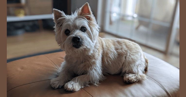 Carlie, a Norwich Terrier tested with EmbarkVet.com