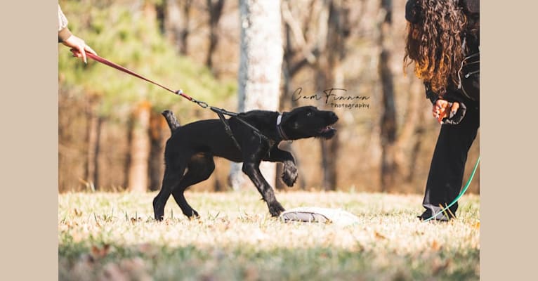 Photo of Vaatu, a Black Russian Terrier and Belgian Malinois mix