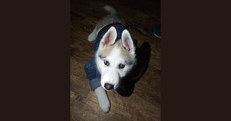 Everest, a Siberian Husky and German Shepherd Dog mix tested with EmbarkVet.com