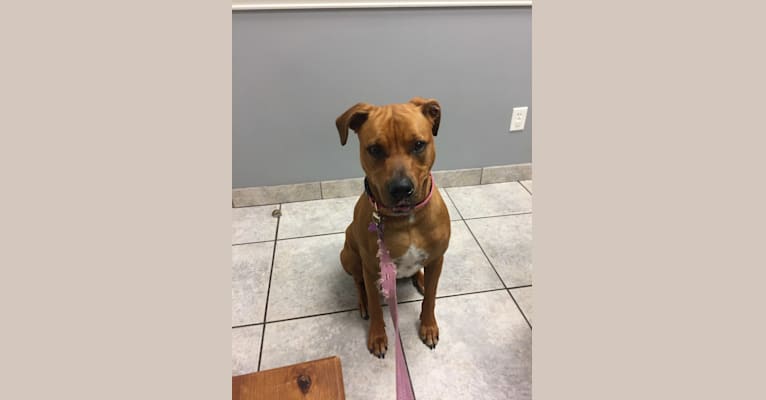 Embark Dog DNA Test Breed