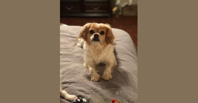 Charlie, a Cavalier King Charles Spaniel and Chihuahua mix tested with EmbarkVet.com