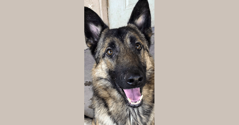 Munch, a German Shepherd Dog and Belgian Malinois mix tested with EmbarkVet.com