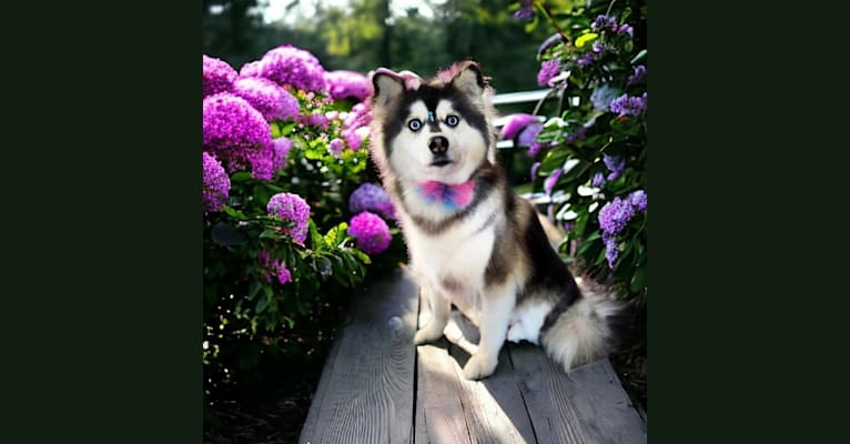 Brady, a Pomsky tested with EmbarkVet.com