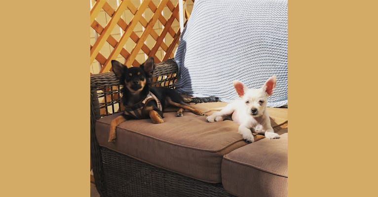 Mila, a Chihuahua and Shih Tzu mix tested with EmbarkVet.com