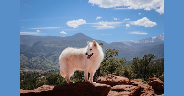 Athena, a German Shepherd Dog and Siberian Husky mix tested with EmbarkVet.com