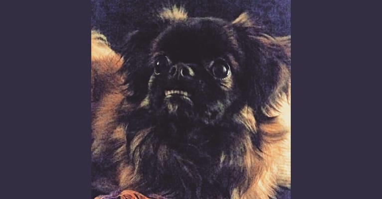 Rango, a Tibetan Spaniel and Papillon mix tested with EmbarkVet.com