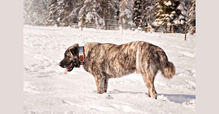 Bronn, an Anatolian Shepherd Dog tested with EmbarkVet.com