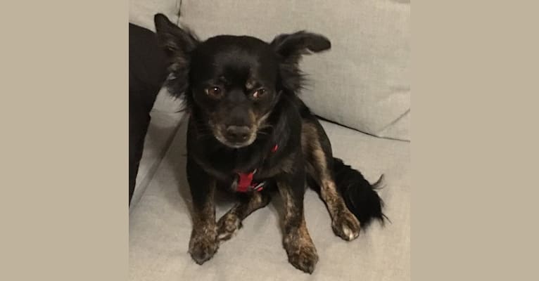 Tanner, a Chihuahua and Pomeranian mix tested with EmbarkVet.com