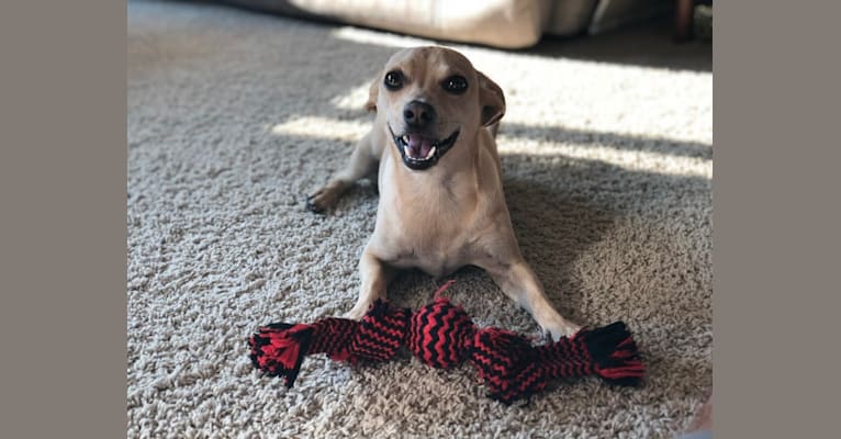 Mickey, a Chihuahua and Dachshund mix tested with EmbarkVet.com